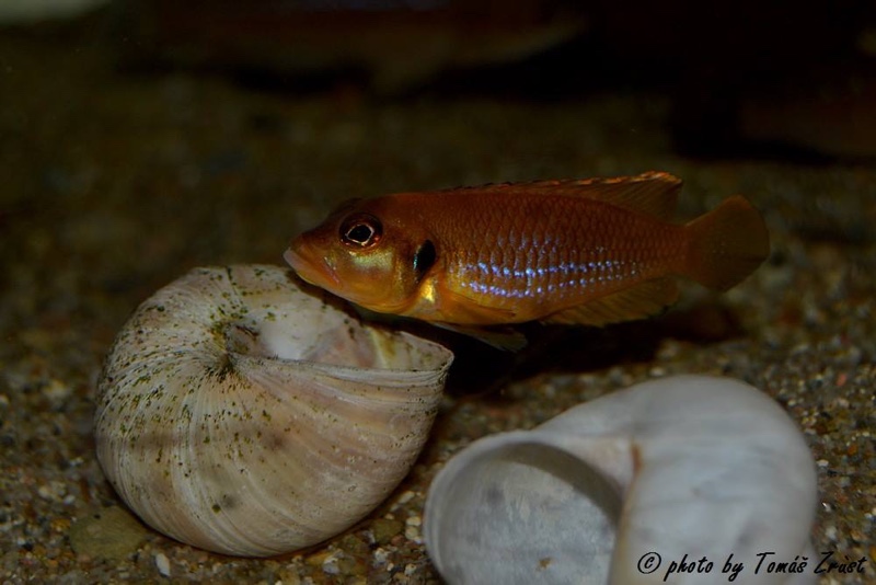 Lamprologus ocellatus 'Gold'
